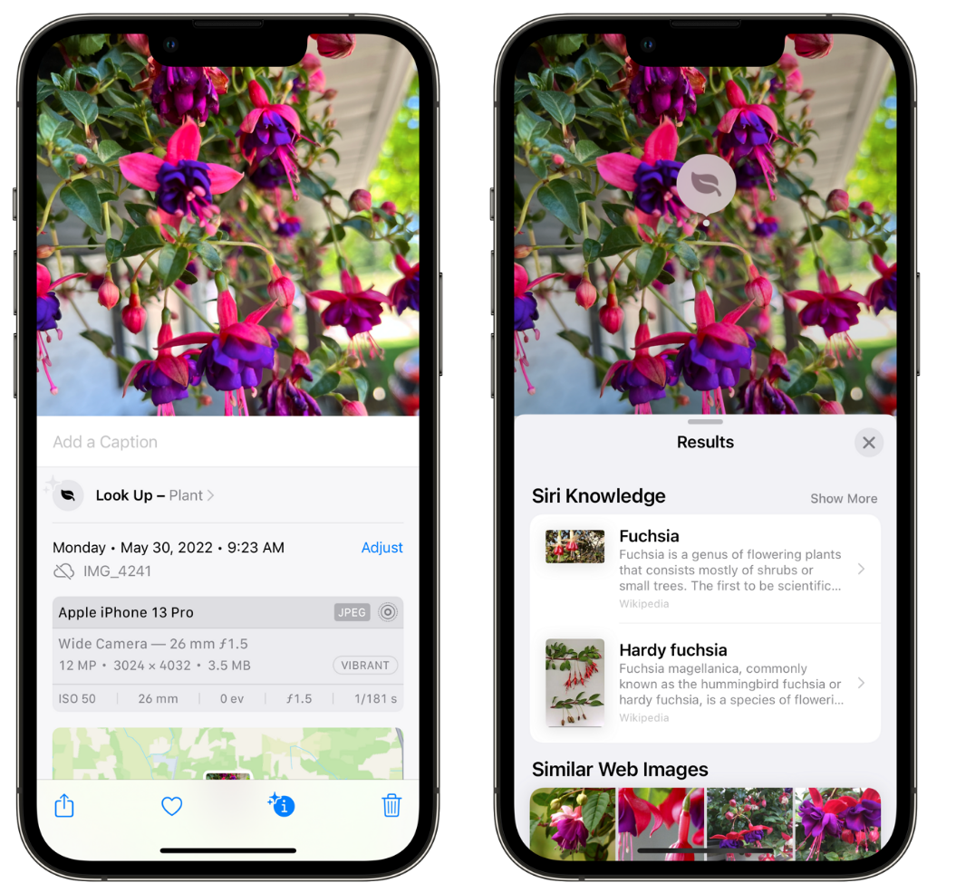 塘厦镇苹果手机维修分享小技巧：使用 iPhone 相机识别花卉植物 